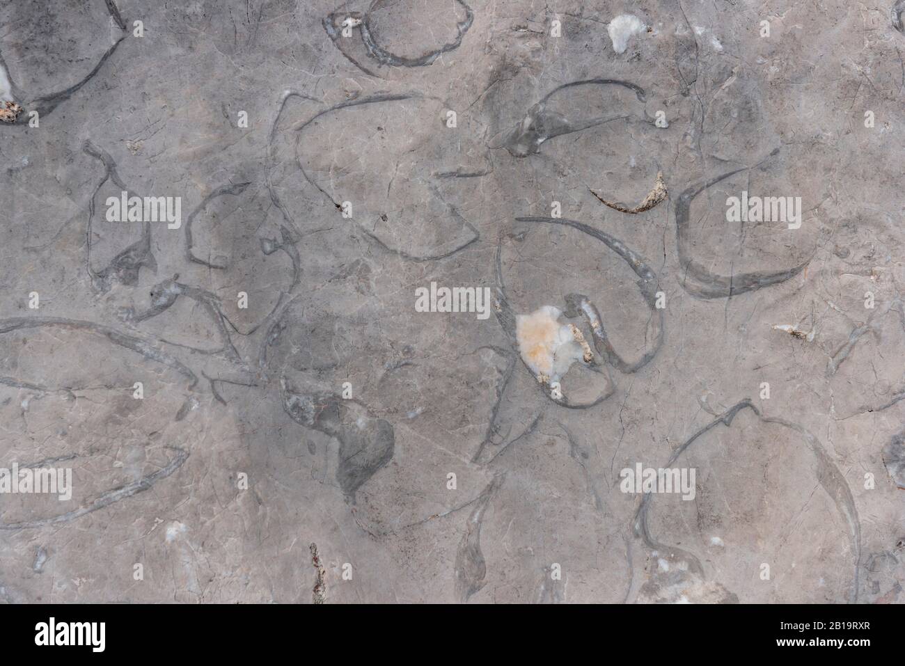 Fossilizations di Megalodontoidea, cozze sp. (Triadomegalodon grifoides) dal Triassico, Dachstein, Salzkammergut, Austria superiore, Austria Foto Stock