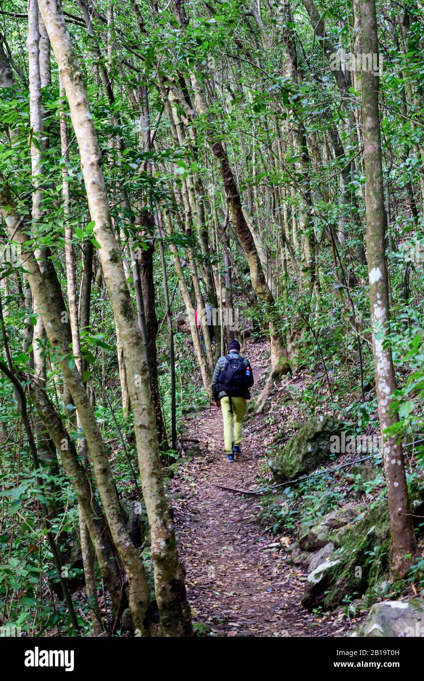 Gli escursionisti camminano lungo il sentiero attraverso una foresta vicino a Tilos; la Palma; Isole Canarie; Spagna Foto Stock