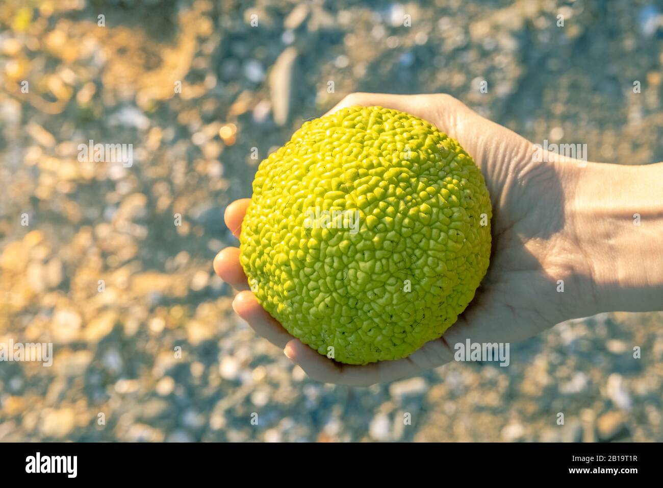 Mano femminile che tiene una Maclura pomifera, comunemente conosciuta come l'arancia di Osage, la siepe, o la mela della siepe. Foto Stock