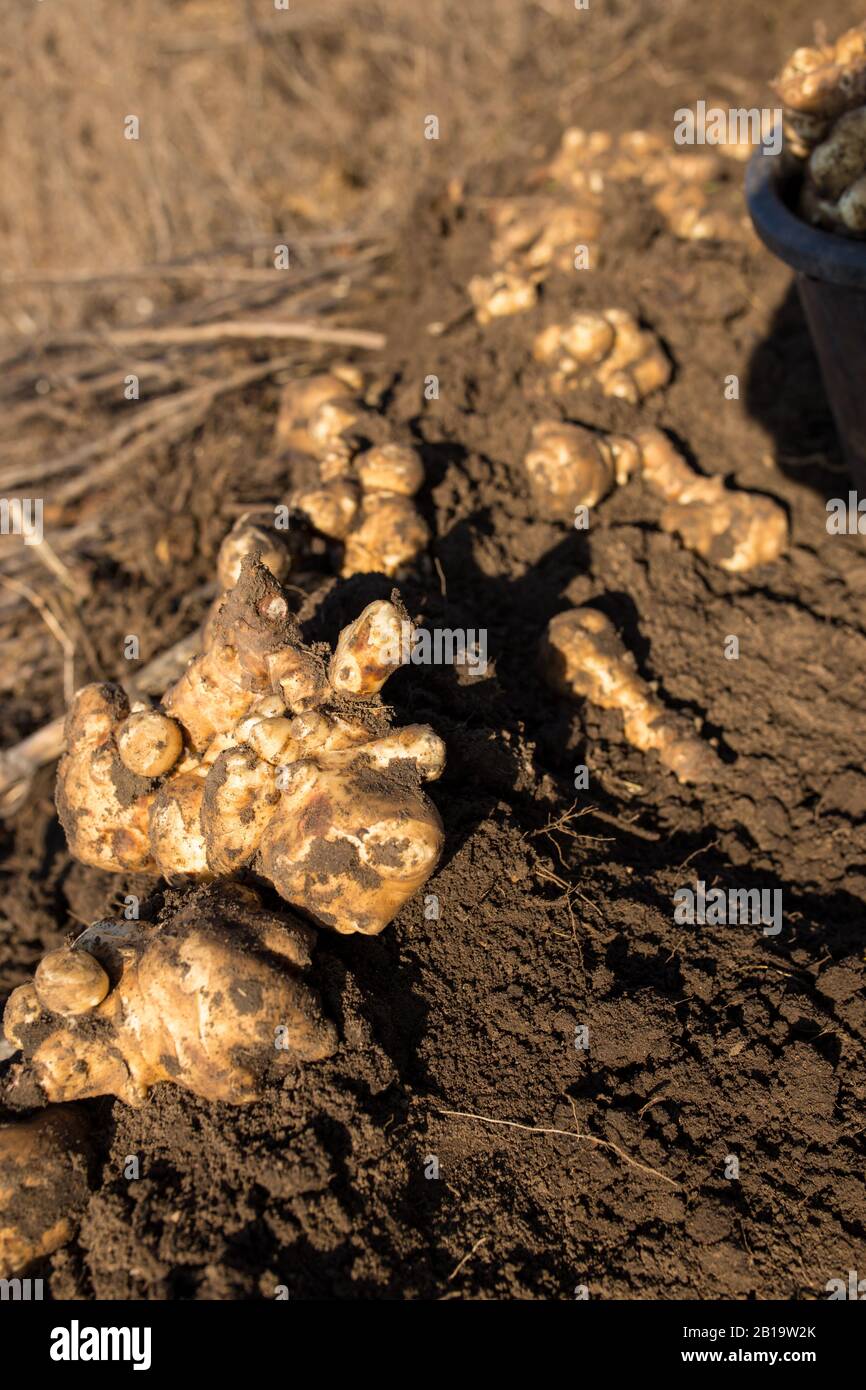 Carciofo di Gerusalemme in vivo. Scavare i carciofi di Gerusalemme. Foto Stock