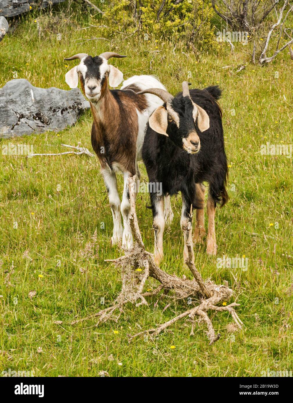 Capre Al Pascolo, Takaka Hill Zona, Vicino Abel Tasman National Park, Tasman District, South Island, Nuova Zelanda Foto Stock