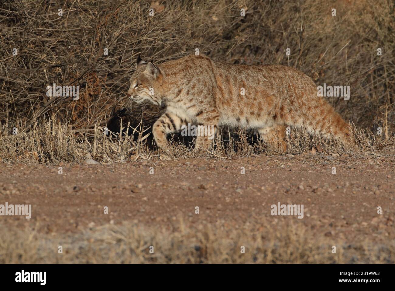 Bobbatc (Lynx Rufus) Bosque Del Apache National Wildlife Refuge Foto Stock