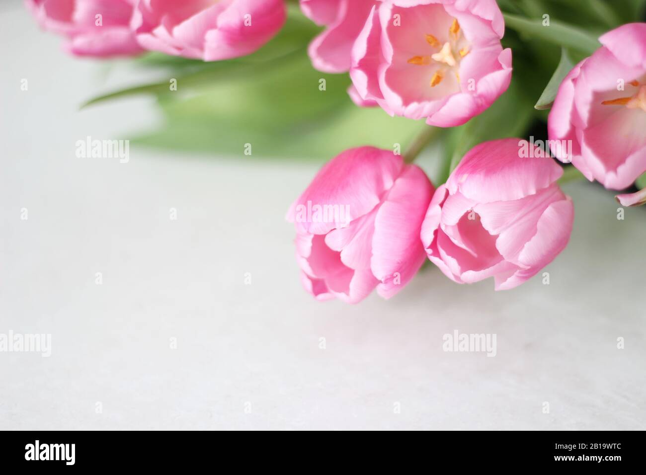 Fiori Freschi Di Primavera Su Sfondo Interno Bianco. Festa Della Donna Concetto. Foto Stock