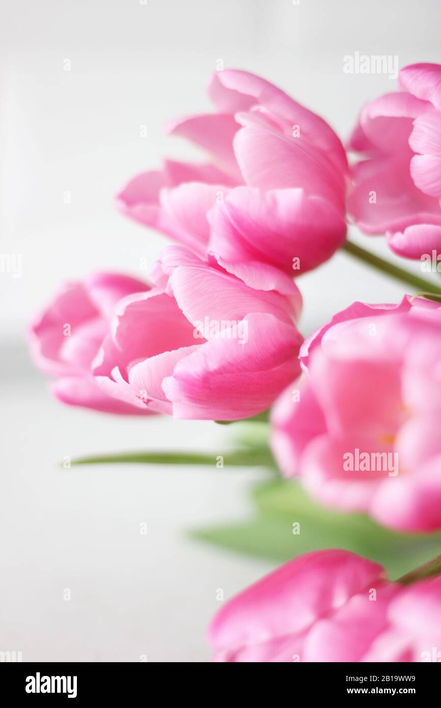 Fiori Freschi Di Primavera Su Sfondo Interno Bianco. Festa Della Donna Concetto. Foto Stock