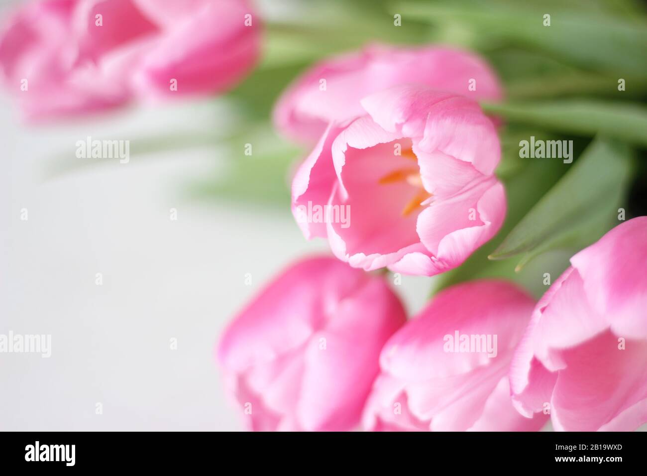 Closeup di Bouquet di tulipani. Vacanza Floral Sfondo. Decorazioni Interne Con Fiori. Foto Stock