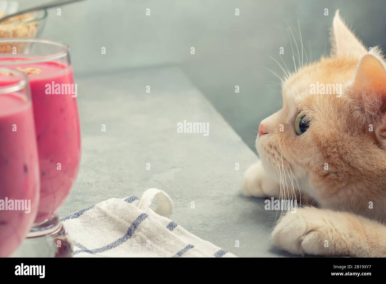 Crema gatto guarda bicchieri di frutta yogurt su un tabella Foto Stock