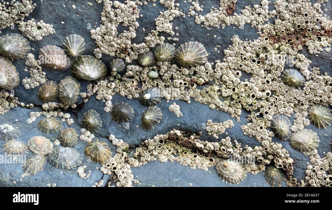 Fotografia della biodiversità costiera con Limpet e Barnacles attaccati alle rocce marine che mostrano la vita marina colonizzazione e visualizzazione dei modelli shap Foto Stock
