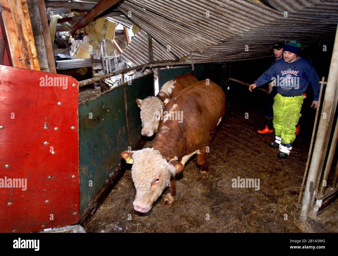 Un fienile a Älö tre miglia a sud di Kisa crollò il venerdì pomeriggio sotto la copertura della neve. Cinquanta animali dovevano essere salvati dall'edificio. Ma né gli esseri umani né gli animali sono stati danneggiati. "E 'davvero angelic guardia," dice Annie Hermansson, figlia in fattoria. Foto Jeppe Gustafsson Foto Stock
