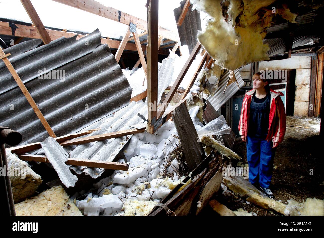Un fienile a Älö tre miglia a sud di Kisa crollò il venerdì pomeriggio sotto la copertura della neve. Cinquanta animali dovevano essere salvati dall'edificio. Ma né gli esseri umani né gli animali sono stati danneggiati. "E 'davvero angelic guardia," dice Annie Hermansson, figlia in fattoria. Foto Jeppe Gustafsson Foto Stock