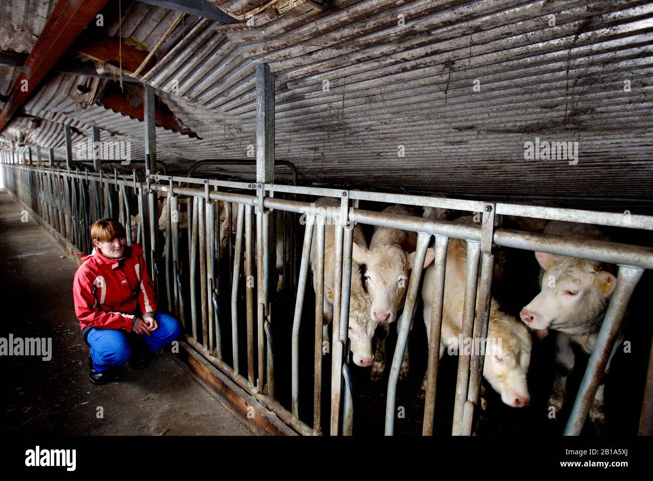 Un fienile a Älö tre miglia a sud di Kisa crollò il venerdì pomeriggio sotto la copertura della neve. Cinquanta animali dovevano essere salvati dall'edificio. Ma né gli esseri umani né gli animali sono stati danneggiati. "E 'davvero angelic guardia," dice Annie Hermansson, figlia in fattoria. Foto Jeppe Gustafsson Foto Stock
