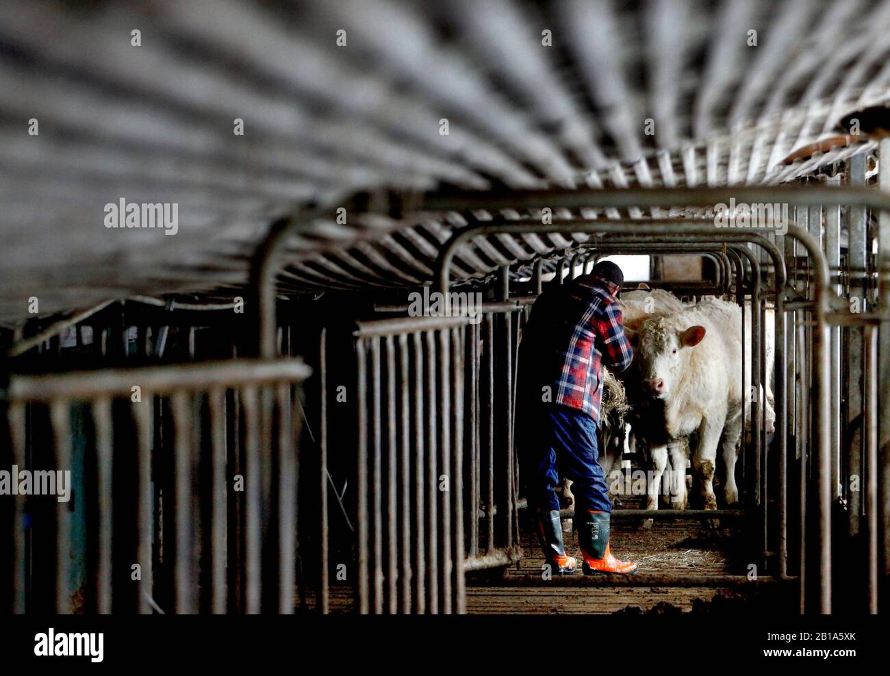 Un fienile a Älö tre miglia a sud di Kisa crollò il venerdì pomeriggio sotto la copertura della neve. Cinquanta animali dovevano essere salvati dall'edificio. Ma né gli esseri umani né gli animali sono stati danneggiati. "E 'davvero angelic guardia," dice Annie Hermansson, figlia in fattoria. Foto Jeppe Gustafsson Foto Stock