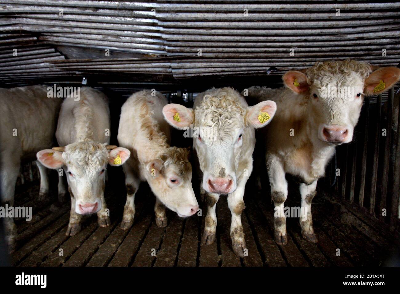 Un fienile a Älö tre miglia a sud di Kisa crollò il venerdì pomeriggio sotto la copertura della neve. Cinquanta animali dovevano essere salvati dall'edificio. Ma né gli esseri umani né gli animali sono stati danneggiati. "E 'davvero angelic guardia," dice Annie Hermansson, figlia in fattoria. Foto Jeppe Gustafsson Foto Stock