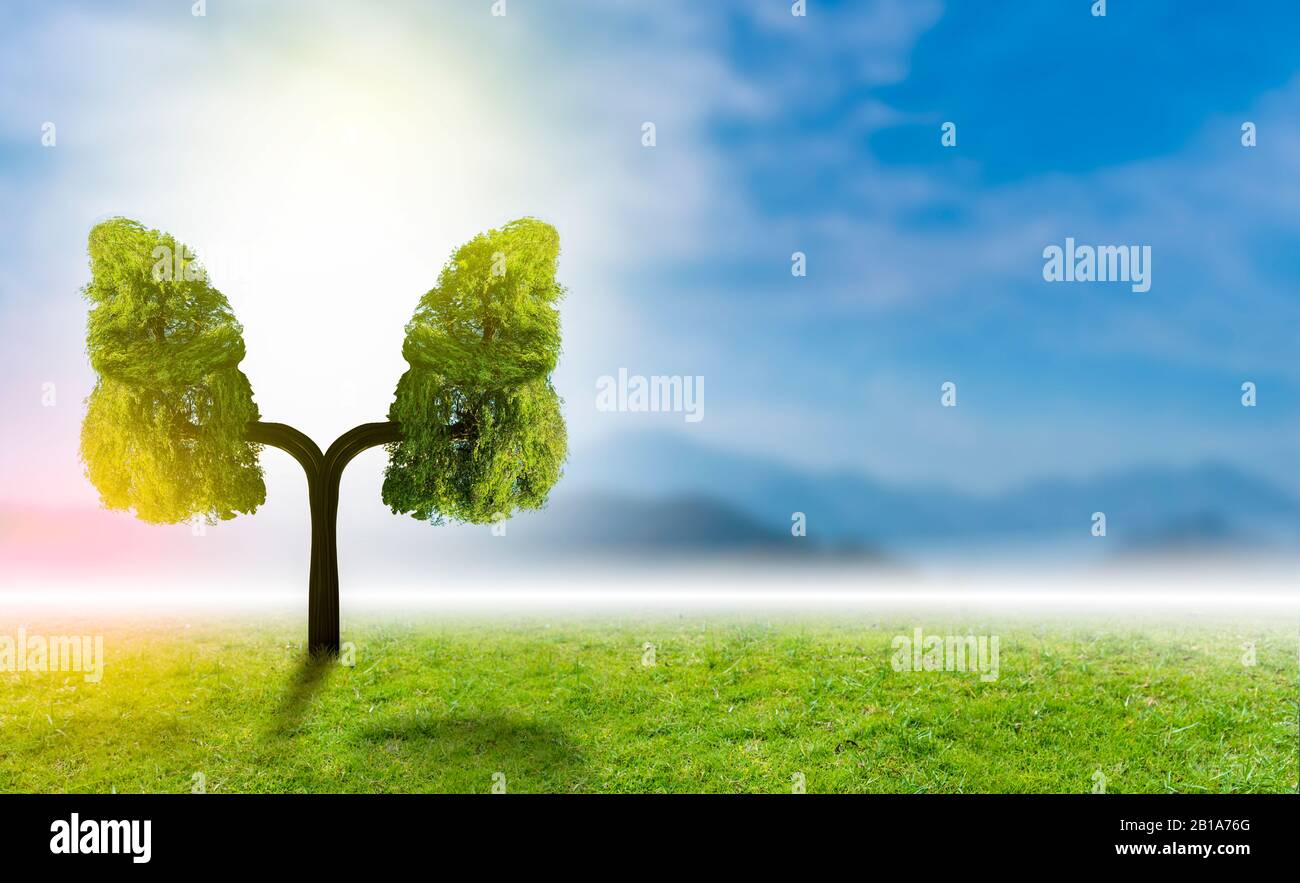 Illustrazione dell'albero polmonare (ambiente e medicina) Foto Stock