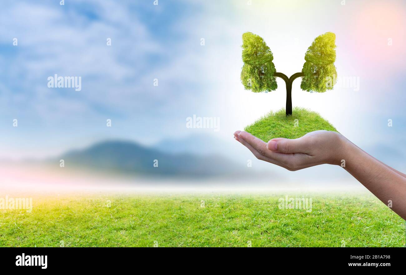 Illustrazione dell'albero polmonare (ambiente e medicina) Foto Stock