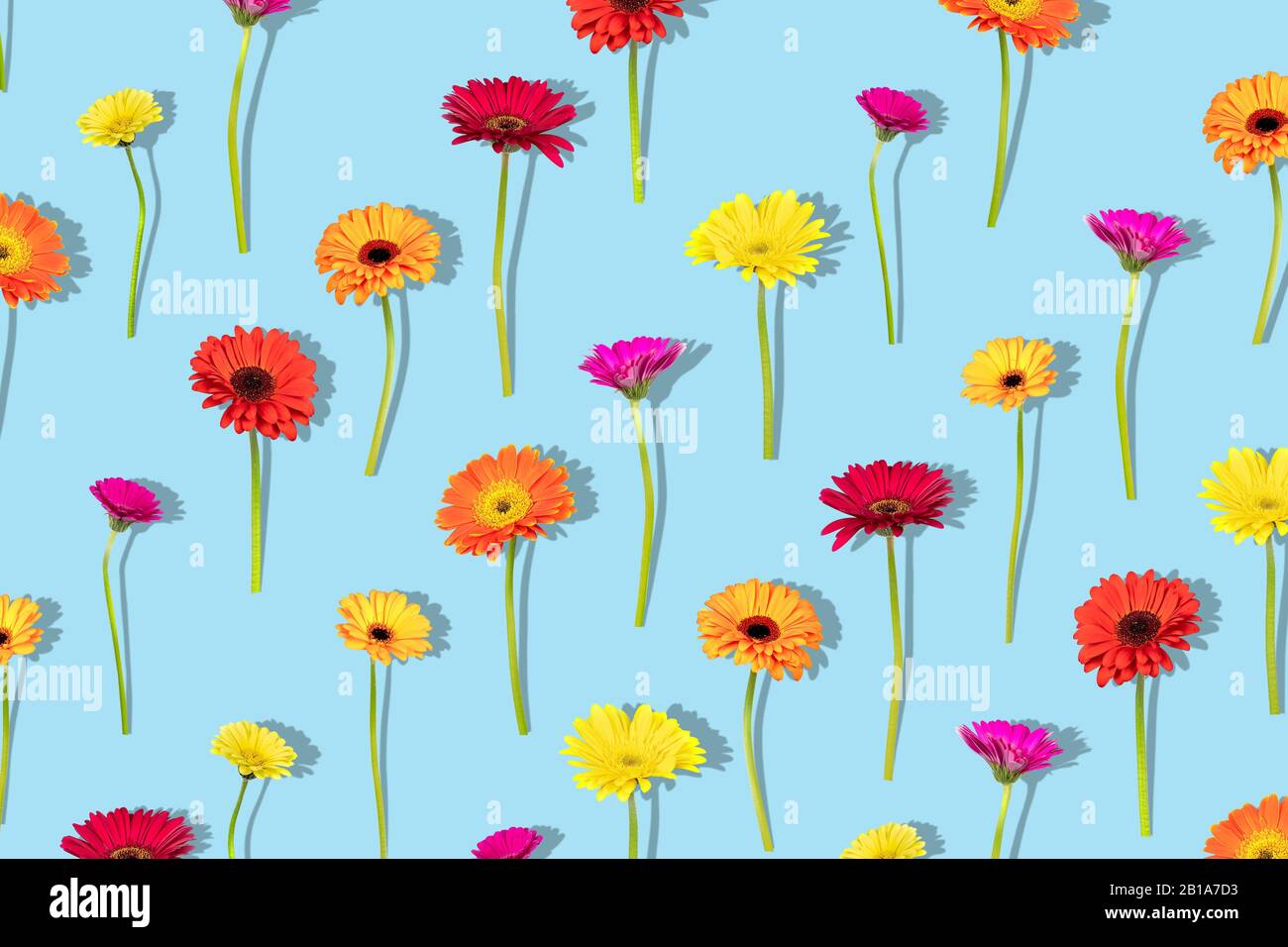Composizione floreale con diversi colori fiori gerbera con ombra su sfondo blu. Ripetizione di posa piatta, vista dall'alto. Foto Stock