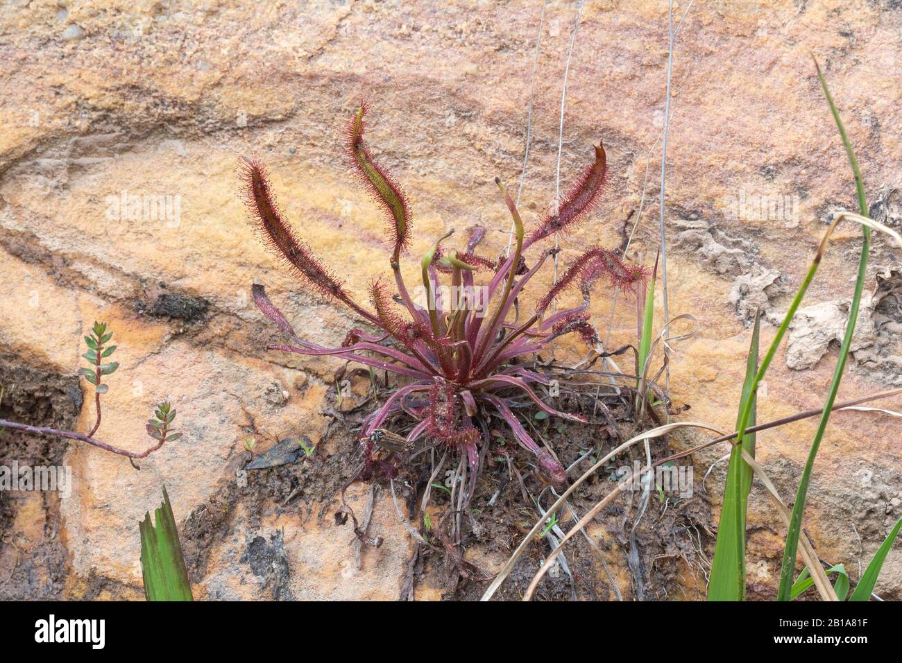 Drosera capensis "rossa" su Gifberg, VanRhynsdorp, Capo Occidentale, Sud Africa Foto Stock