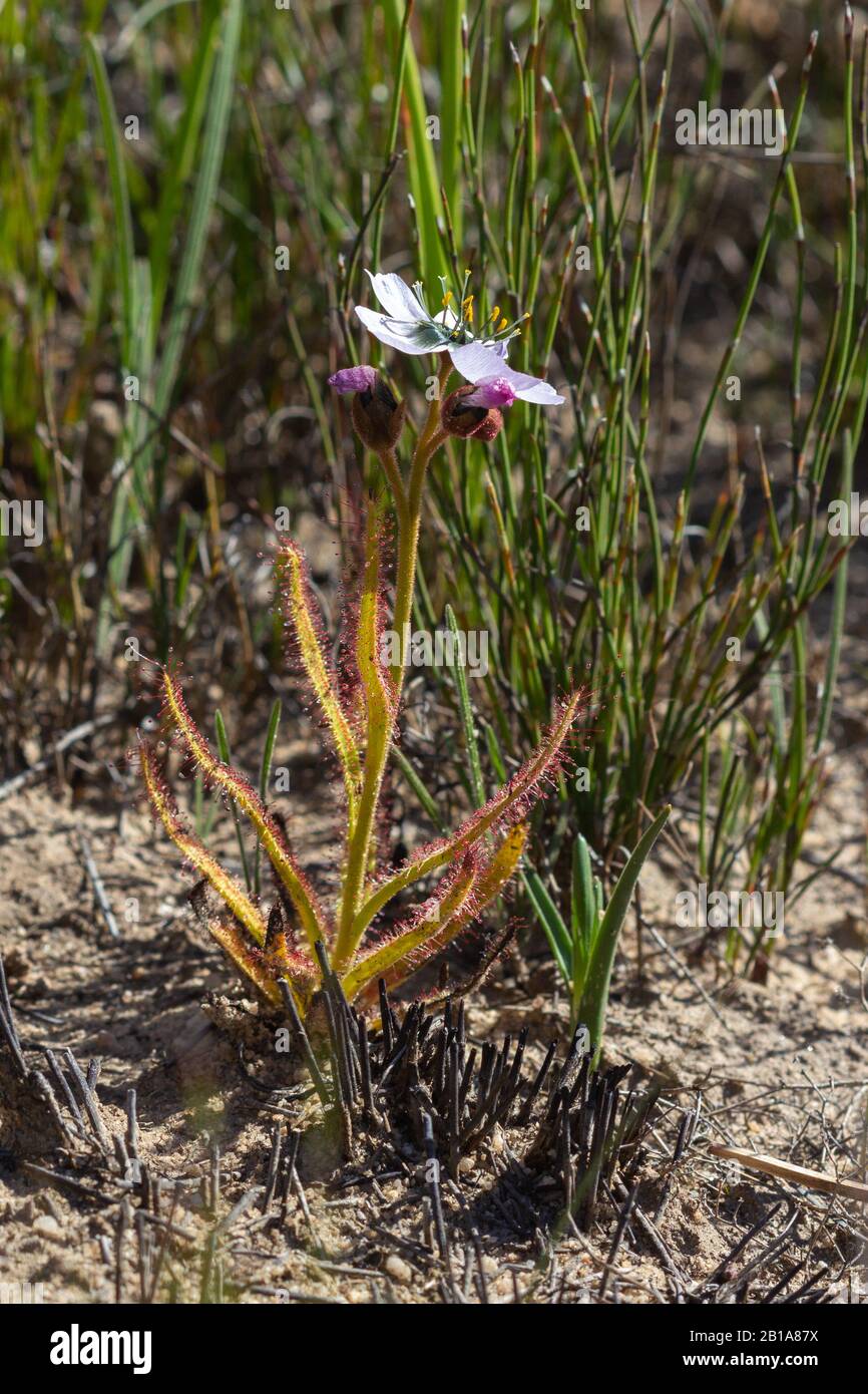 Drosera cistiflora vicino a Nieuwoudtville, Capo del Nord, Sud Africa Foto Stock