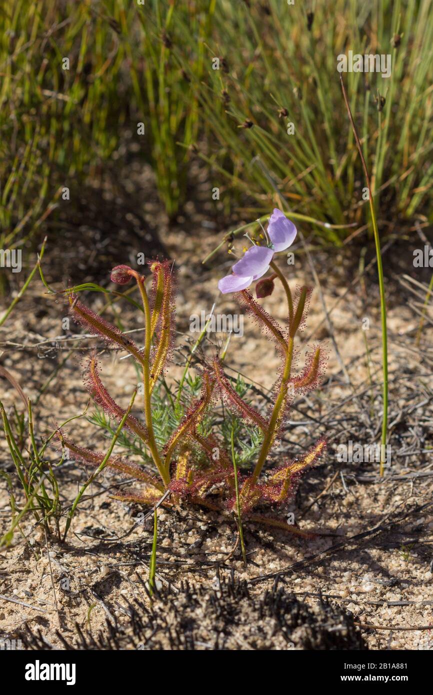 Drosera cistiflora vicino a Nieuwoudtville, Capo del Nord, Sud Africa Foto Stock