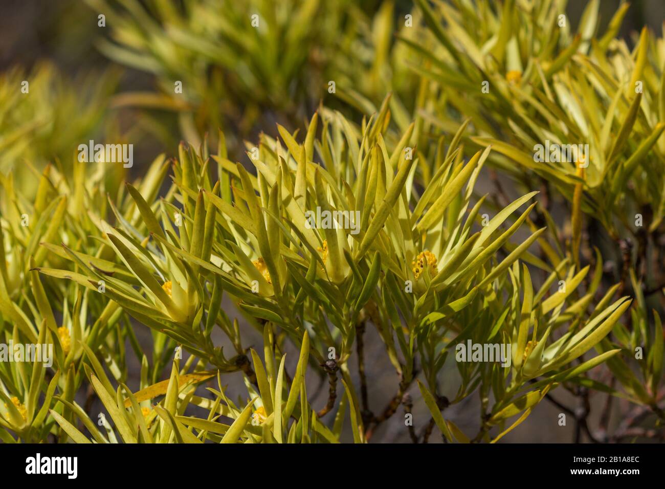 Leucadendron A Fernkloof, Riserva Naturale, Hermanus, Capo Occidentale, Sud Afrikca Foto Stock