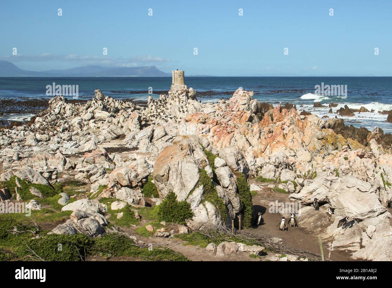 Pinguino africano a Betty's Bay (Spheniscus demersus) Foto Stock