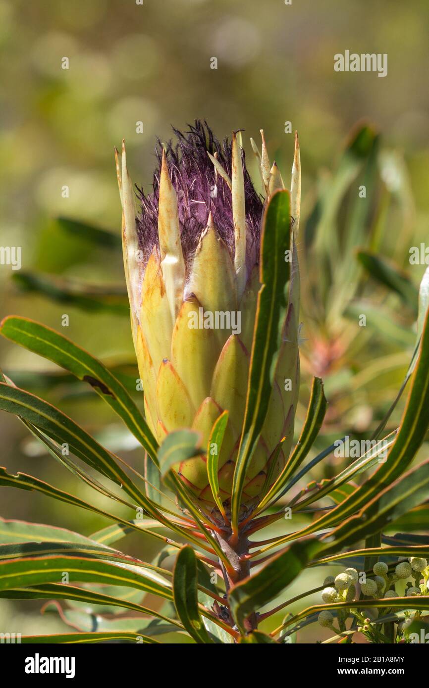 Protea Longifolia Nella Riserva Naturale Di Fernkloof, Hermanus, Capo Occidentale, Sud Africa Foto Stock