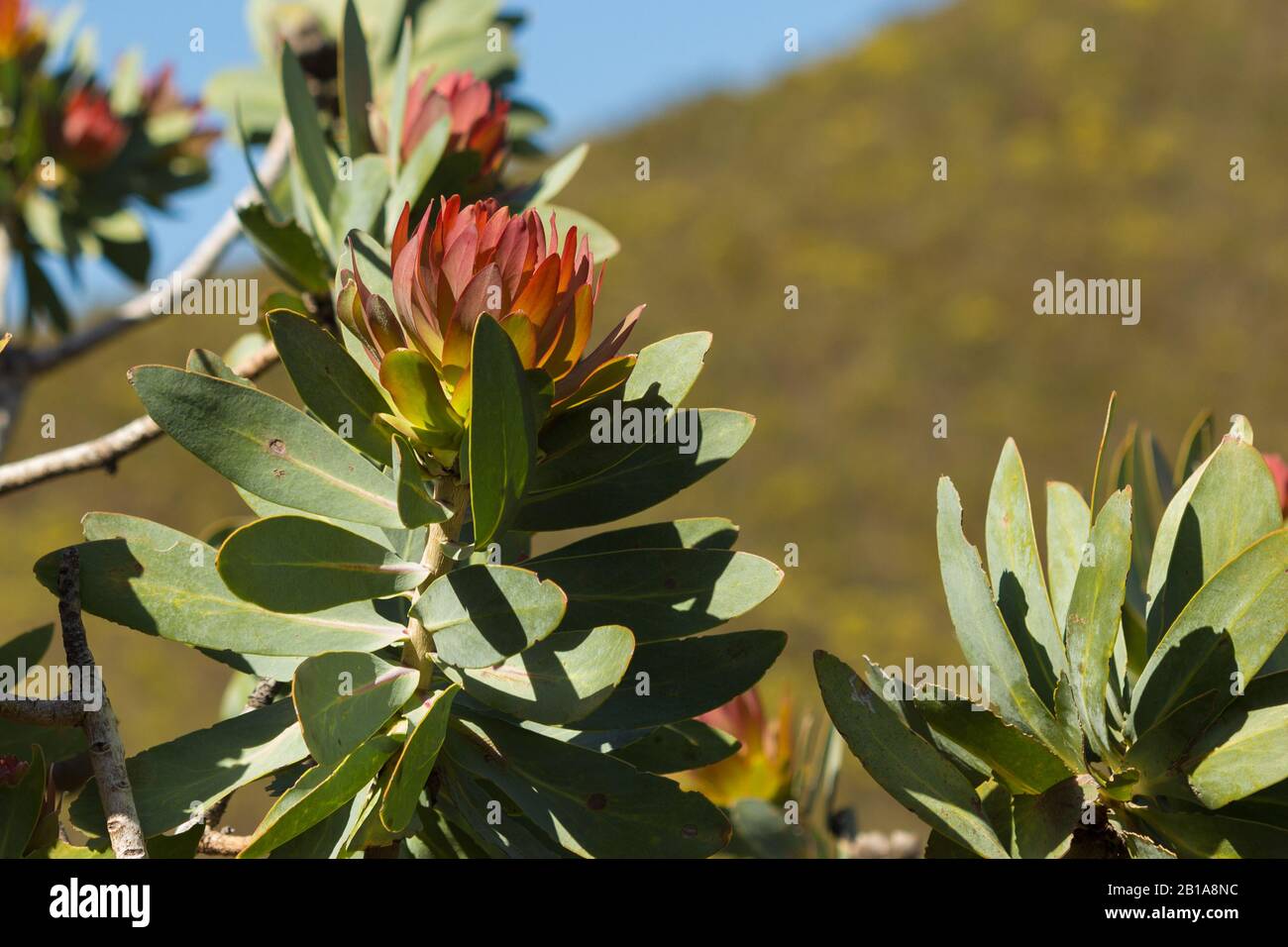 Protea Nitida Nella Riserva Naturale Fernkloof, Hermanus, Capo Occidentale, Sud Africa Foto Stock
