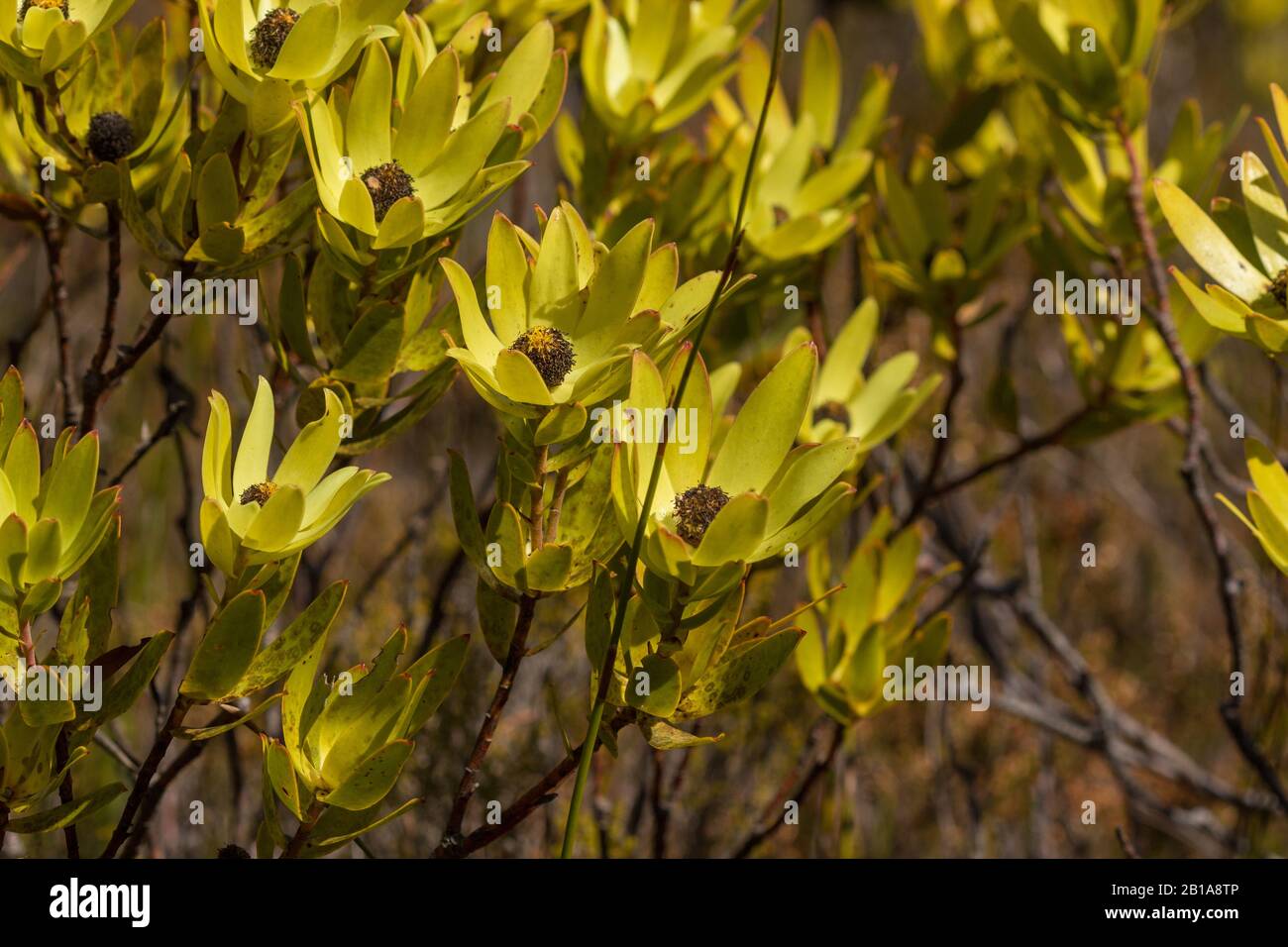 Leucadendron Gandogeri Nella Riserva Naturale Di Fernkloof, Hermanus, Capo Occidentale, Sud Africa Foto Stock
