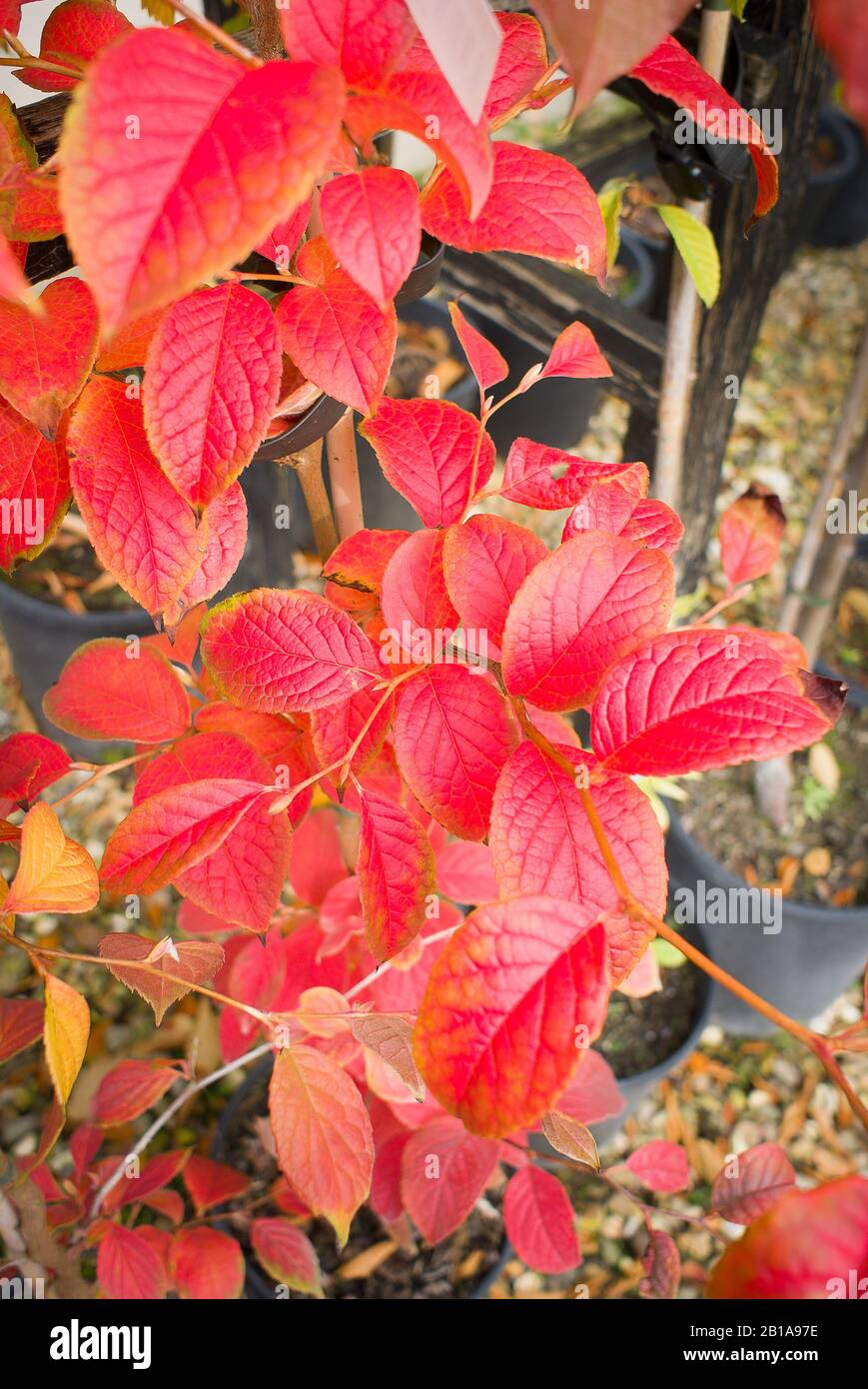 Foglie di rosso brillante di una stewartia coreana su un albero giovane in vendita in un giardino inglese centro nel mese di ottobre Foto Stock