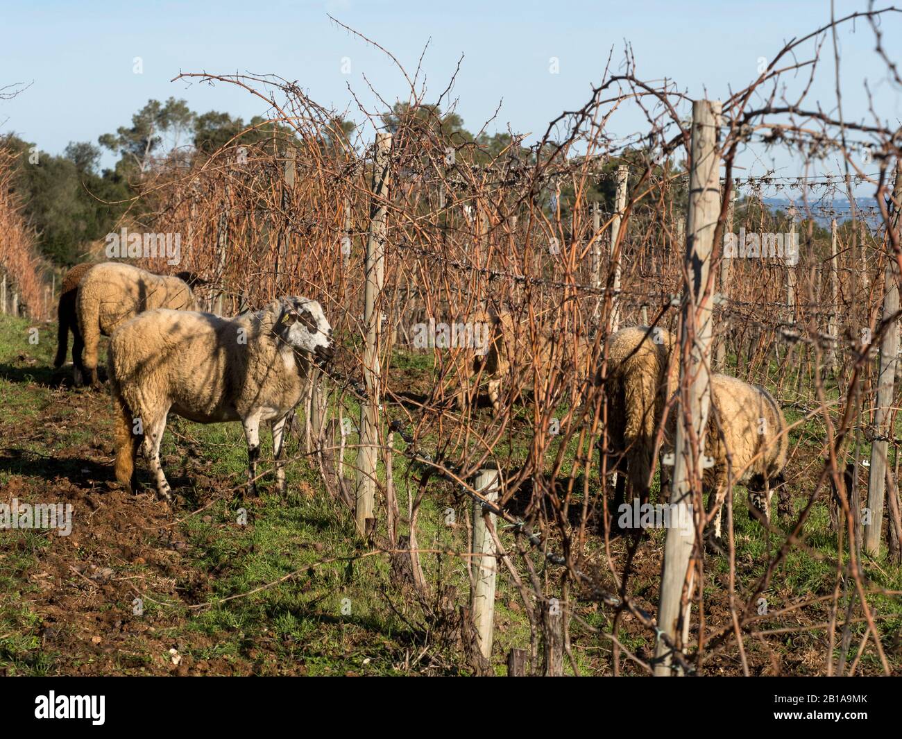 Vineyard de Can Calopa de Dalt, Parc de Collserola, Barcellona, Catalunya Foto Stock