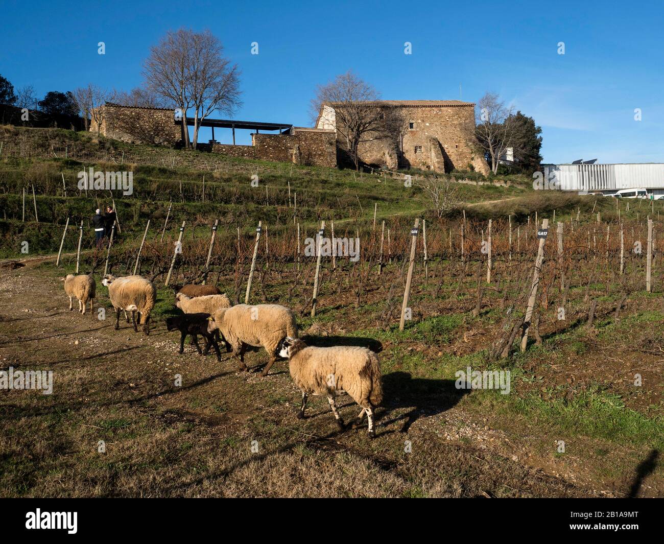 Vineyard de Can Calopa de Dalt, Parc de Collserola, Barcellona, Catalunya Foto Stock