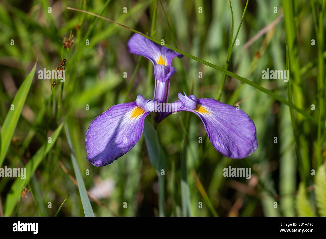 Il fiore viola di Iris virginica in habitat naturale in Virginia, Stati Uniti Foto Stock