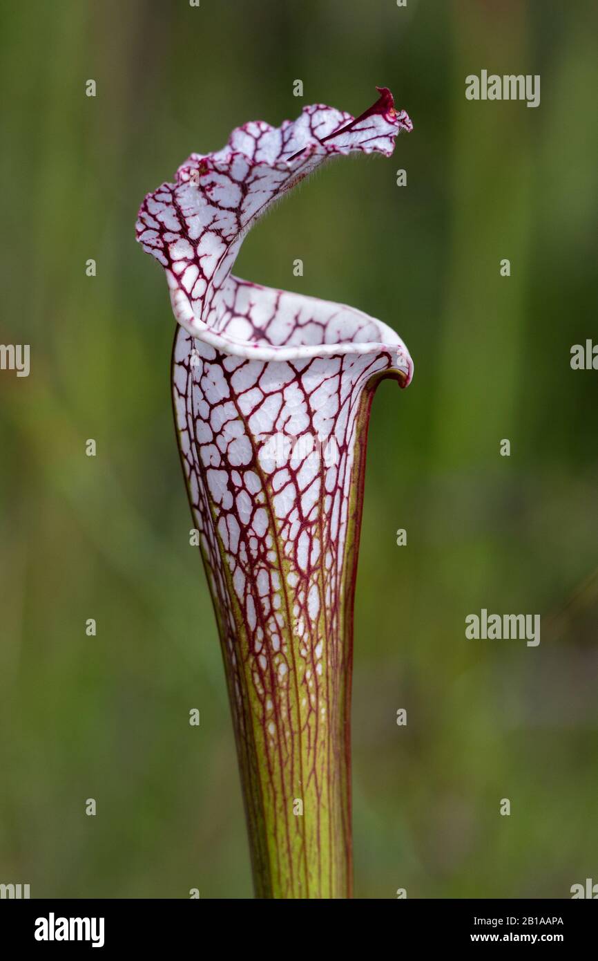 Sarracenia leucophylla a Splinter Hill Bog, Alabama Foto Stock