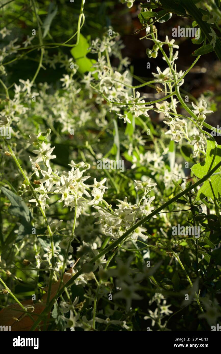 Foto di piante di cetrioli selvatici (radice della California, Marah Fabacea, Marah) a Ojai, California. Foto Stock