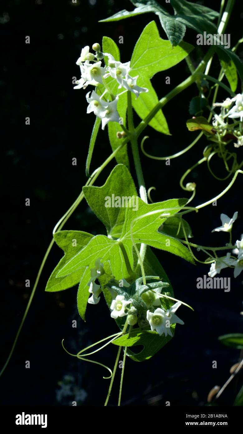 Foto di piante di cetrioli selvatici (radice della California, Marah Fabacea, Marah) a Ojai, California. Foto Stock