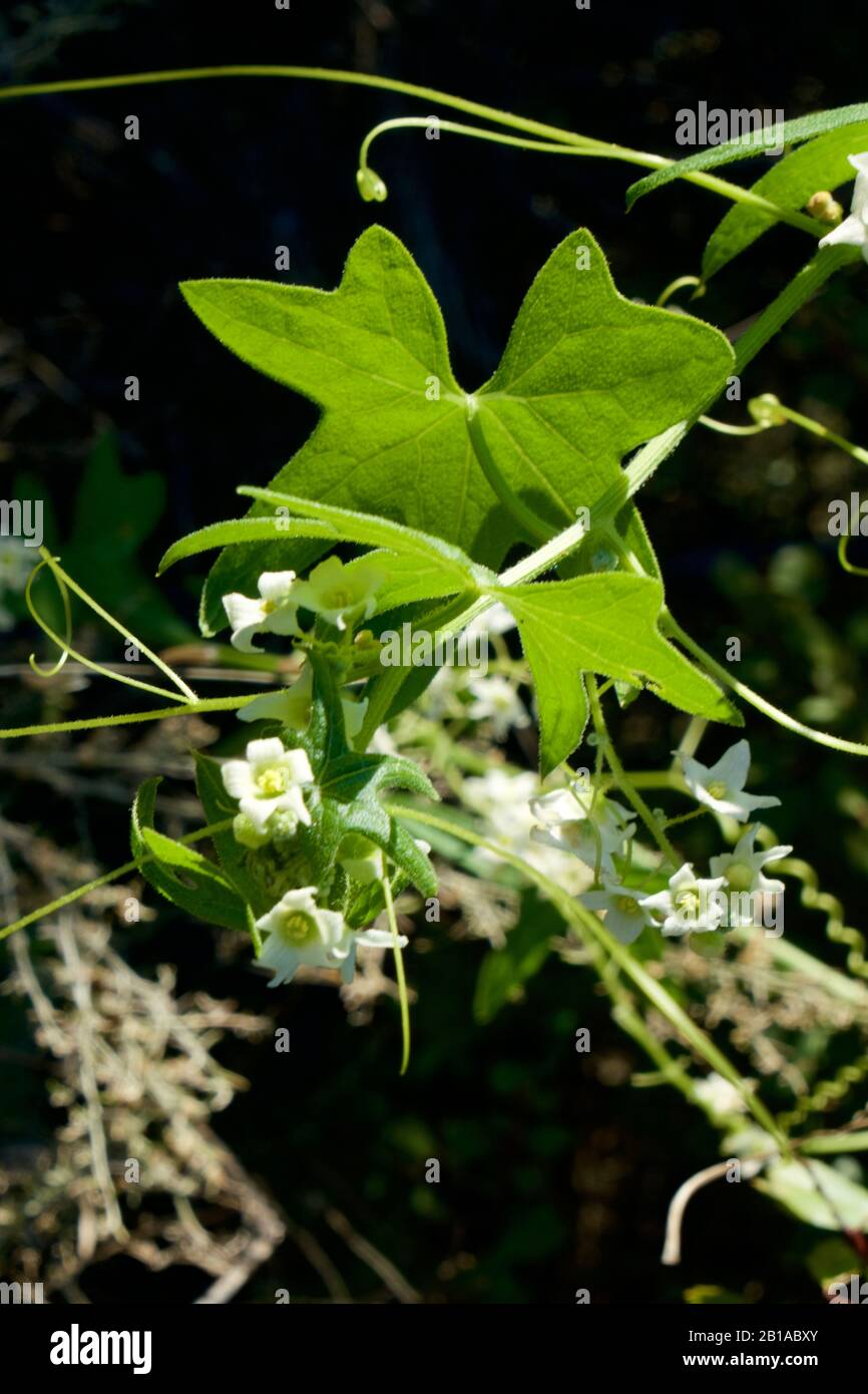 Foto di piante di cetrioli selvatici (radice della California, Marah Fabacea, Marah) a Ojai, California. Foto Stock