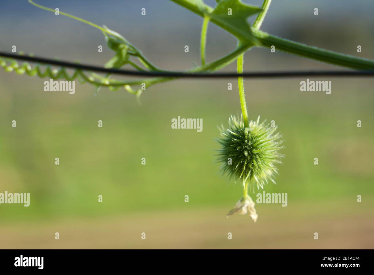 Foto di piante di cetrioli selvatici (radice della California, Marah Fabacea, Marah) a Ojai, California. Foto Stock