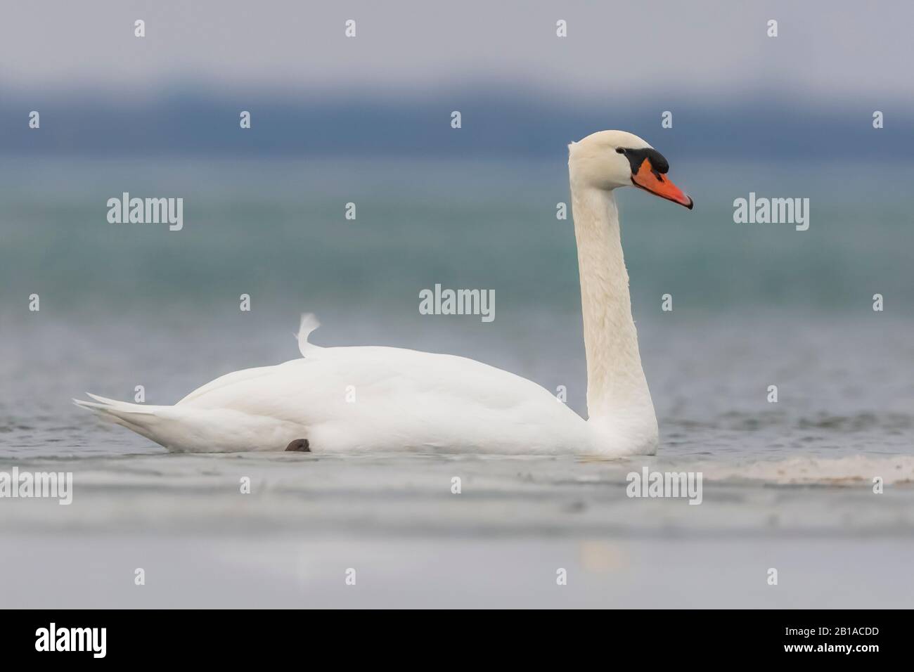 Mute Swan, Cygnus olor, wintering in Lake St. Clair, parte del sistema Great Lakes tra il lago Huron e il lago Erie, Michigan, Stati Uniti Foto Stock