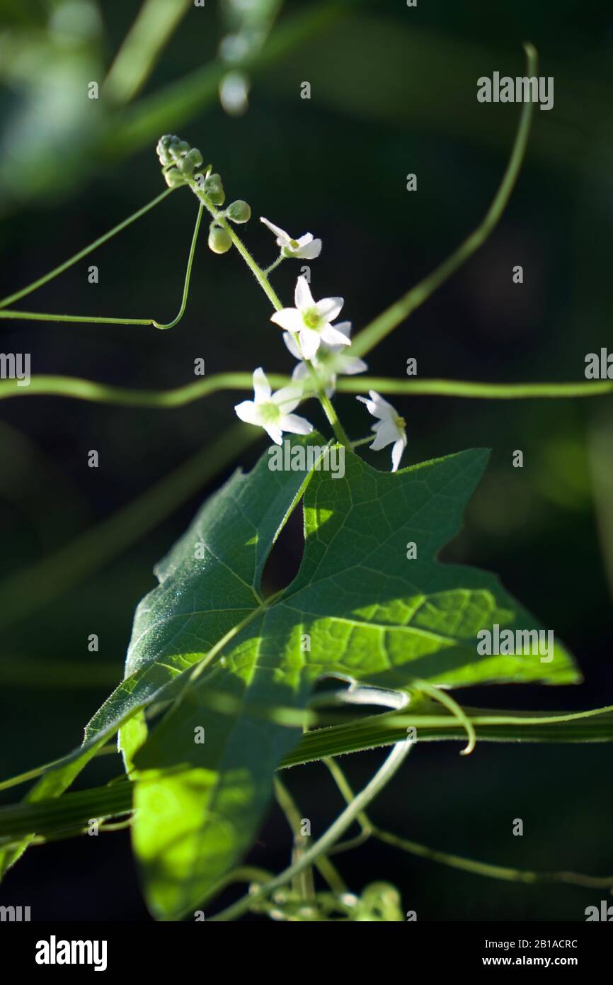 Foto di piante di cetrioli selvatici (radice della California, Marah Fabacea, Marah) a Ojai, California. Foto Stock