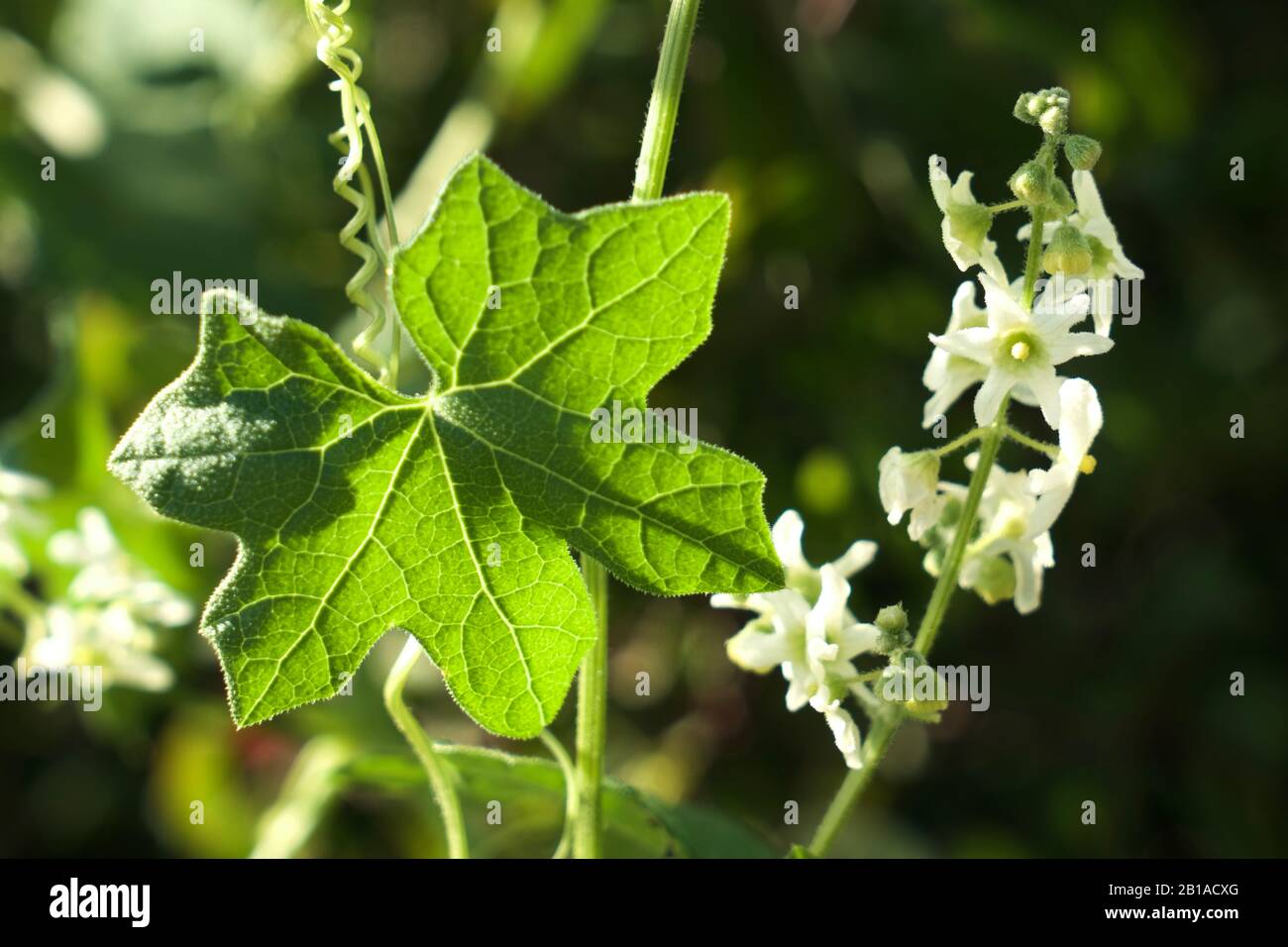 Foto di piante di cetrioli selvatici (radice della California, Marah Fabacea, Marah) a Ojai, California. Foto Stock