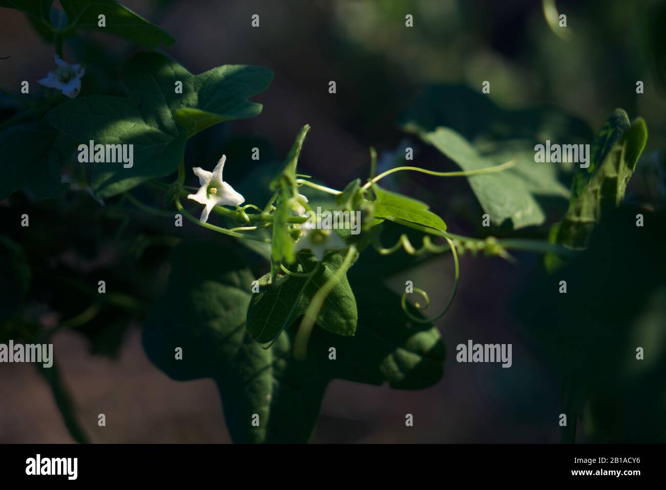 Foto di piante di cetrioli selvatici (radice della California, Marah Fabacea, Marah) a Ojai, California. Foto Stock
