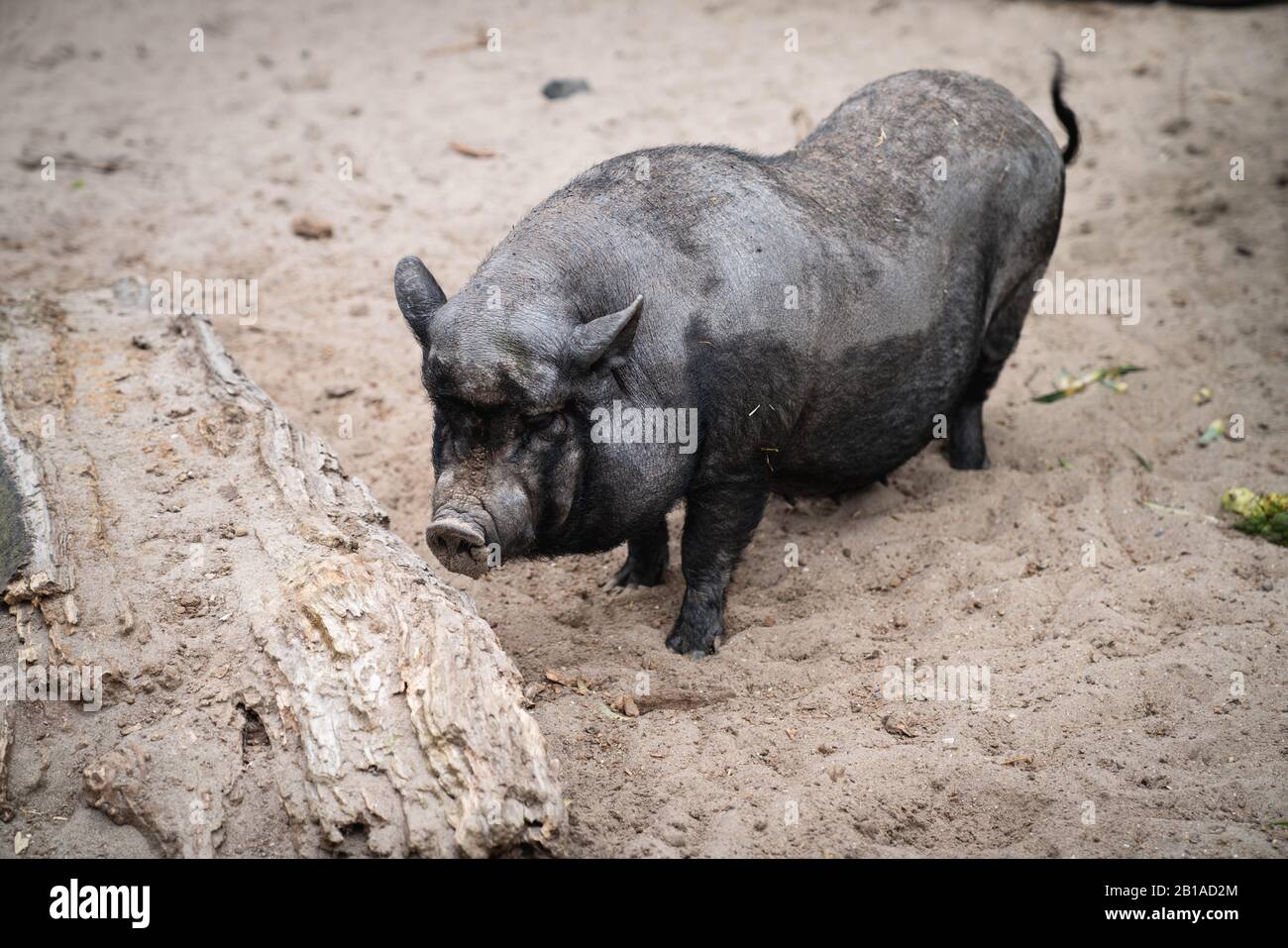 Pig nero iberico in piedi da solo sulla sabbia Foto Stock
