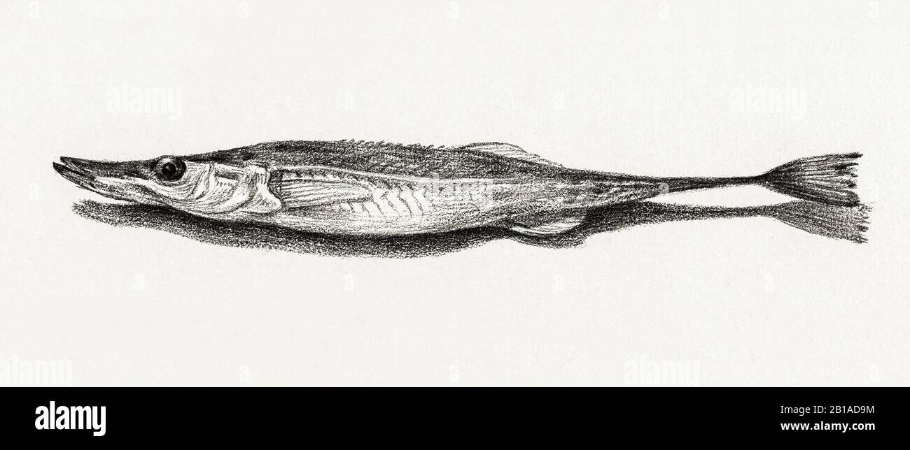 Hand drawn vintage seafood immagini e fotografie stock ad alta risoluzione - Alamy