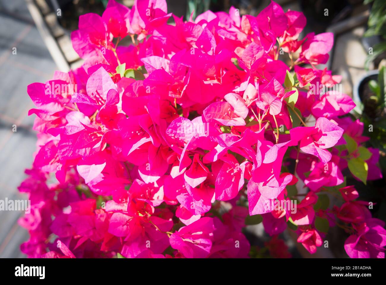 Bratti rosa magenta brillante di Bougainvillea Barbara Karst in un vivaio inglese Foto Stock