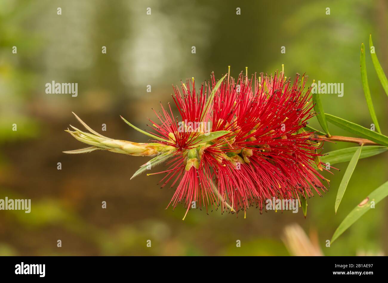 comune rosso, cremisi o limone fondo spazzola (callistemon citrinus) fiore dettaglio Foto Stock
