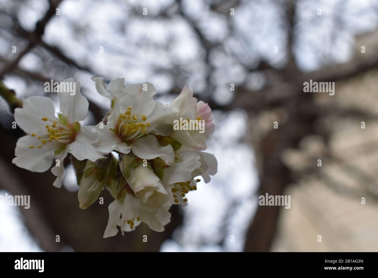 Fiore di mandorla cluster su albero Foto Stock