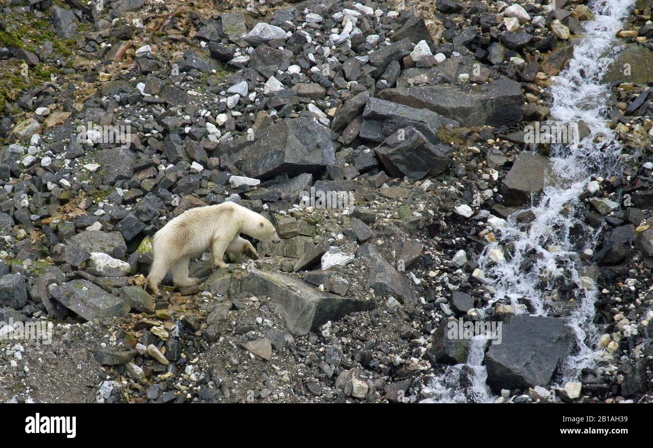 orso polare che assorbe per uccelli morti Foto Stock