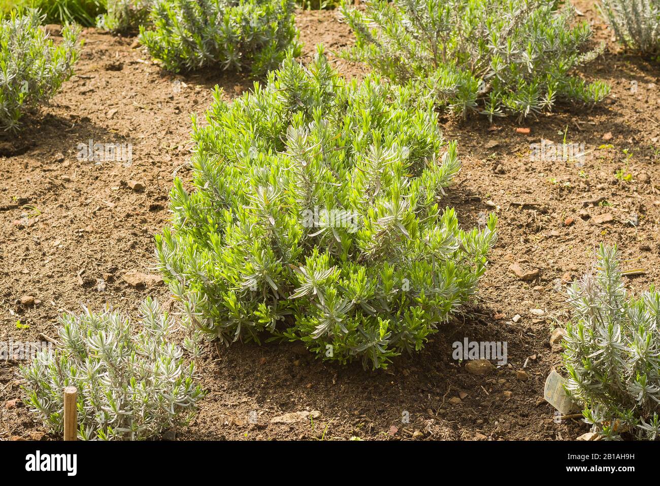 Un giardino di lavanda recentemente piantato che mostra la crescita vecchia e nuova e terra erbaccia-libera Foto Stock