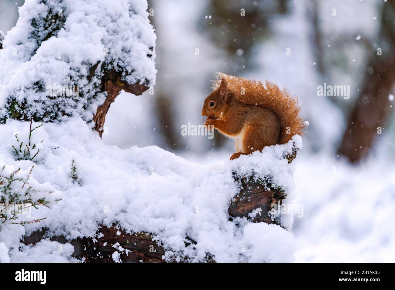 Squirrel rosso (Sciurus vulgaris) su albero coperto di neve nella foresta scozzese - fuoco selettivo Foto Stock