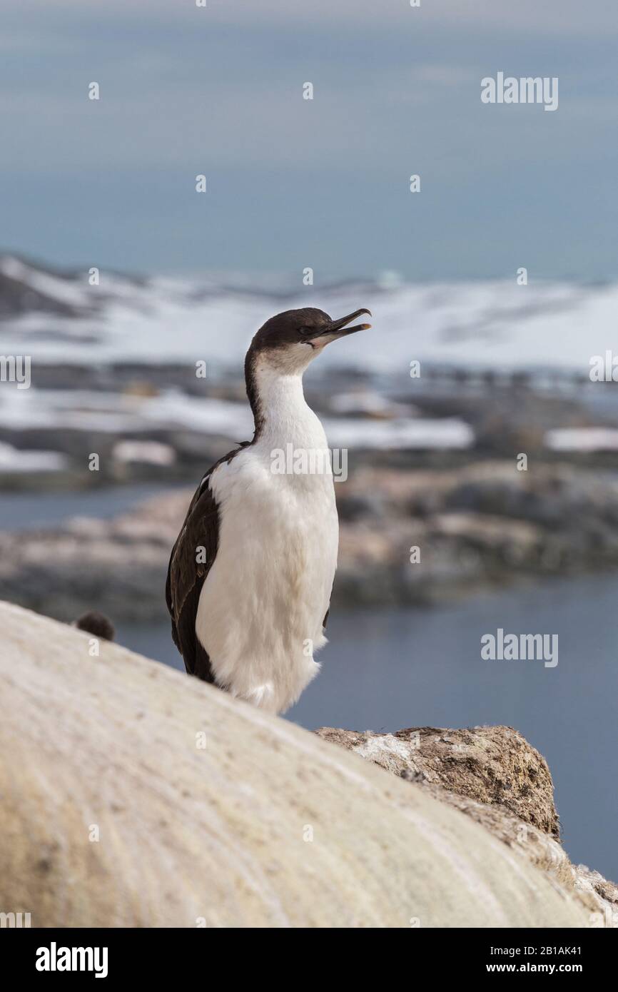 Lo shag imperiale Leucocarbo atriceps noto anche come shag con occhi blu, cormorante con occhi blu seduto sulla pietra. Isole Argentine, Penisola Antartica Foto Stock