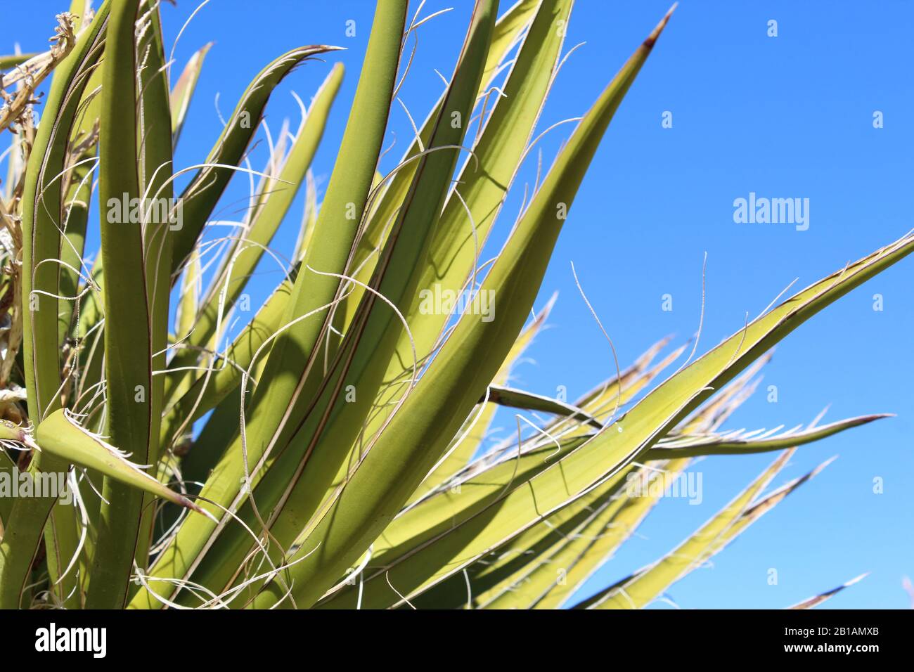 Fibre sul fogliame spiky del nativo Yucca Schidera, Mojave Yucca, sono stati utilizzati Dal Tradizionale popolo del deserto per fare stoffa, scarpe, cordage. Foto Stock